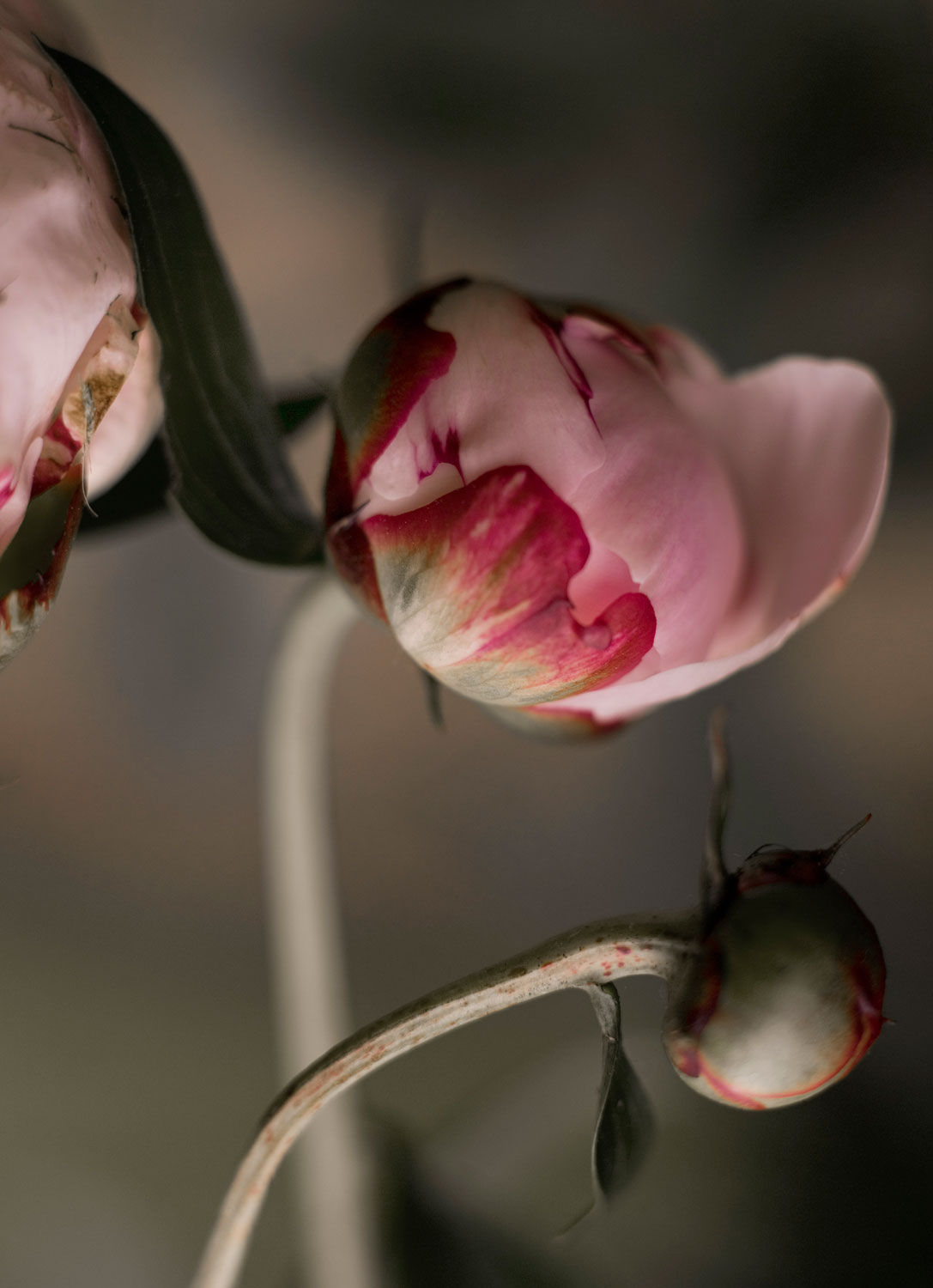 Bec Cole · Editorial · Myan Muse