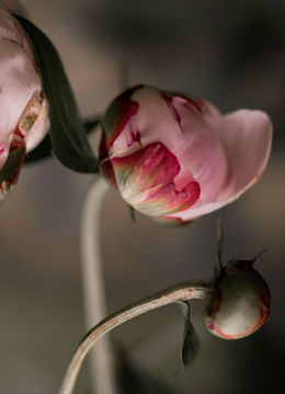 Bec Cole · Editorial · Myan Muse